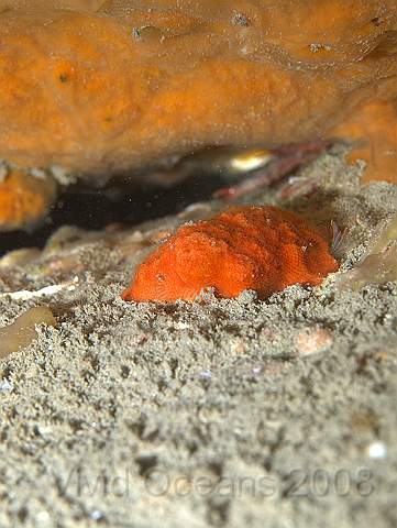P9118600-1.jpg - Cellepora pumicosa? - the Orange Pumice bryozoan