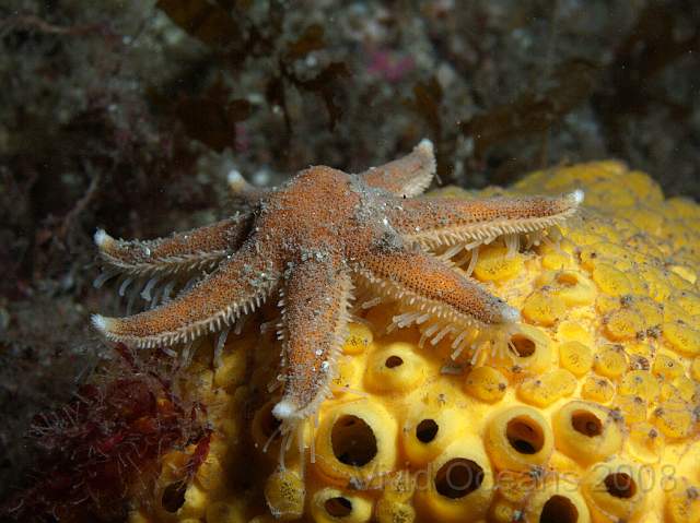 DW076589.jpg - Luidia ciliaris - Seven armed starfish, walking across a boring sponge