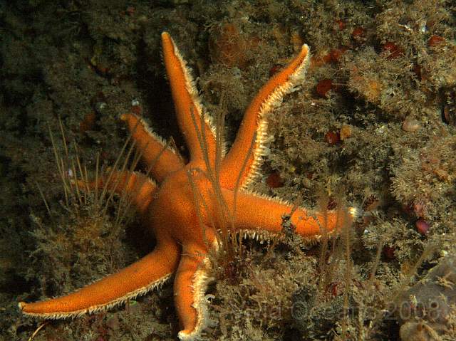 DW086774.jpg - Luidia ciliaris - Seven armed starfish