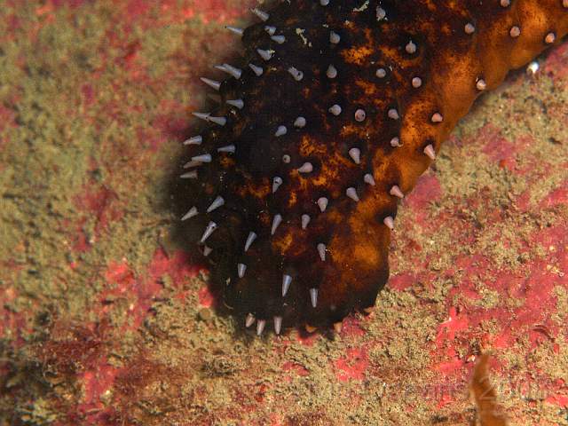 P9078027.jpg - Holothuria forskali - Cotton Spinner or Sea Cucumber