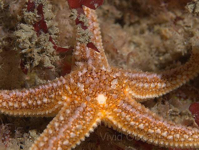 P9088066.jpg - Asterias rubens - Common Starfish