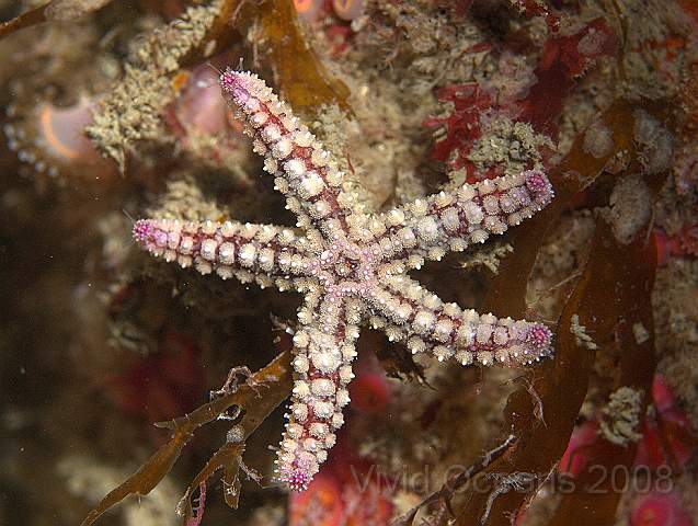 P9088069.jpg - Marthasterias glacialis - the Spiny Starfish