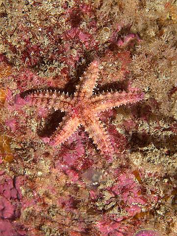 P9088213.jpg - Marthasterias glacialis - the Spiny Starfish
