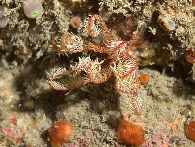 P9098285.jpg - Antedon bifida - Common Feather Star, curling
