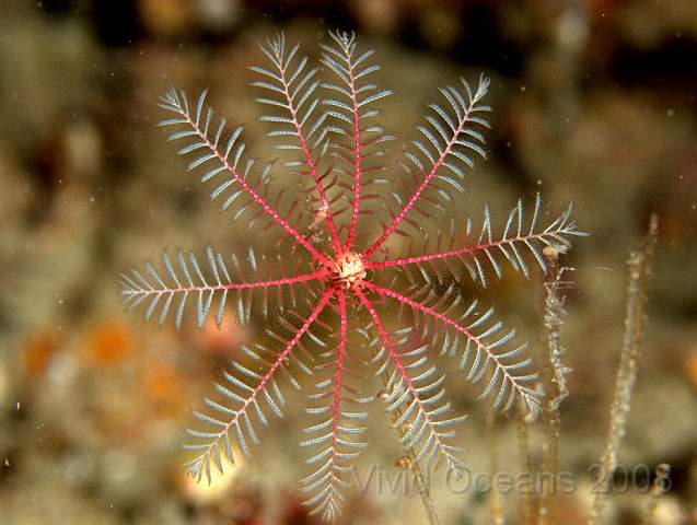 P9098287.jpg - Antedon bifida - Common Feather Star, feeding