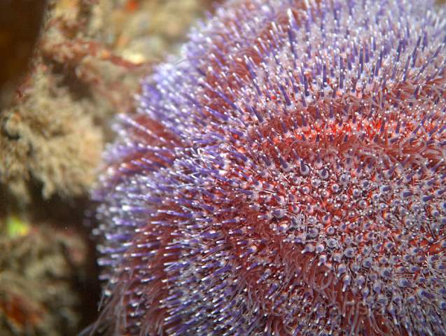 P9098312.jpg - Echinus esculentus - Common Sea Urchin