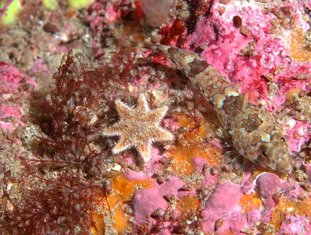 P9098328.jpg - Luidia ciliaris - Seven armed starfish, juvenile - ahhhhh!