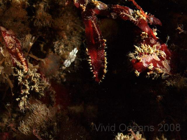 DW086669.jpg - Dilsea carnosa - Red Rags?