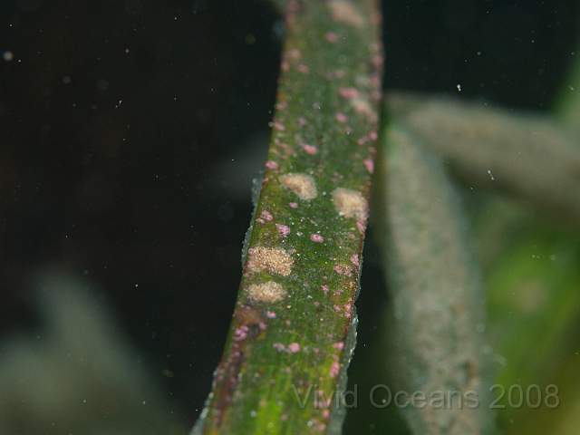 P9108454.jpg - Zostera marina - Eelgrass, with some Pink encrusting algae starting to sprout too