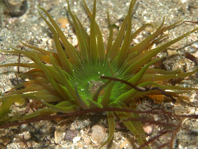 P9108512.jpg - Unicellular symbiotic algae - hiding in anemone!