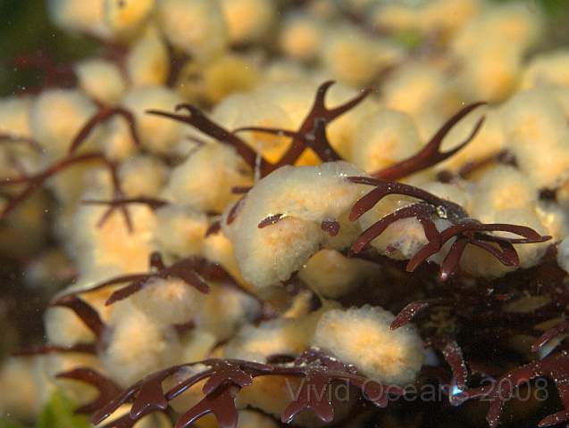 P9108527.jpg - Chondrus crispus - Carragheen