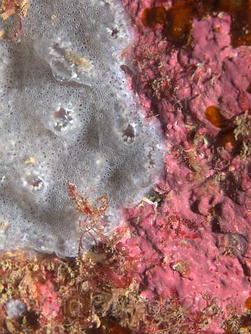 P9118648.jpg - Pink encrusting algae, with a sprig of Bonnemaisonia hamifera?