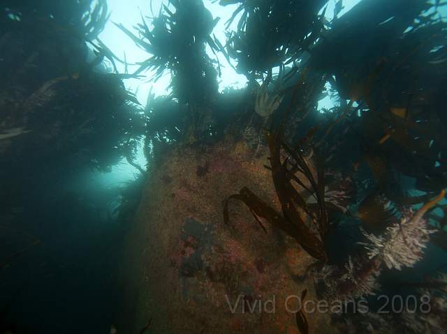 RS127883.jpg - Laminaria hyperborea - Cuvie, Forest kelp, from below