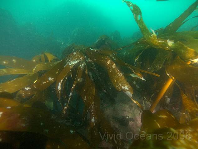 RS127938.jpg - Laminaria hyperborea - Cuvie, Forest kelp (with rough stems) on the left and Laminaria digitata - Oarweed (with the smooth stipe) on the right