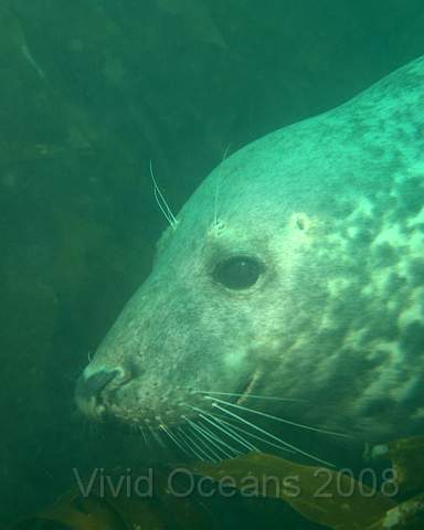 DW127004.jpg - Halichoerus grypus - Grey seal
