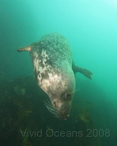 RS127839.jpg - Halichoerus grypus - Grey seal