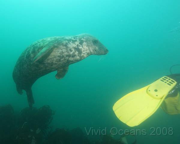 RS127842.jpg - Halichoerus grypus - Grey seal, about to give chase