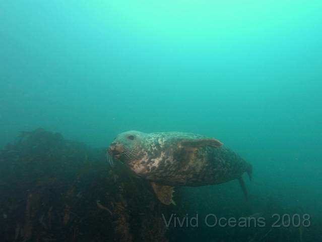 RS1278501.jpg - Halichoerus grypus - Grey seal