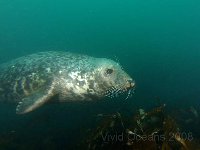RS127857.jpg - Halichoerus grypus - Grey seal