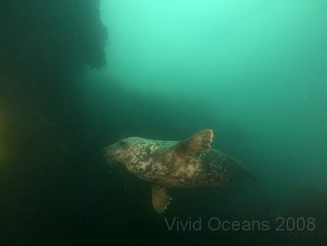 RS127863.jpg - Halichoerus grypus - Grey seal