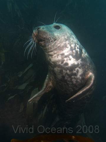 RS127866.jpg - Halichoerus grypus - Grey seal