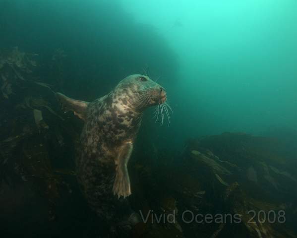 RS1278731.jpg - Halichoerus grypus - Grey seal