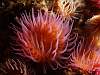 02 Cnidarians