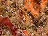 04 Sea spiders