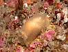 06 Molluscs