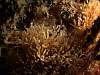07 Bryozoans