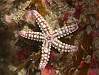 08 Echinoderms