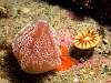 09 Sea squirts