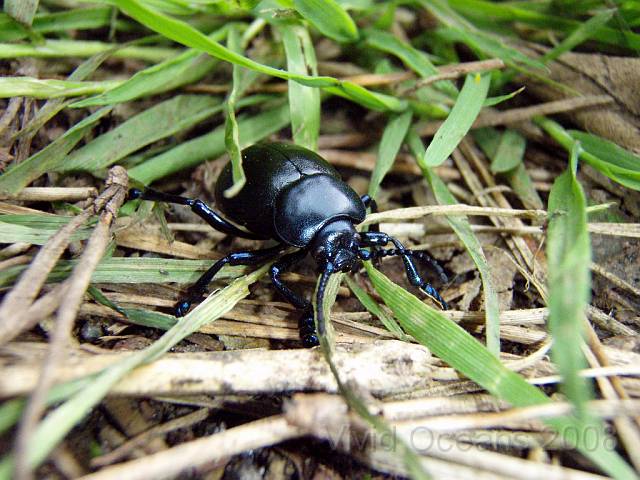P8306401.JPG - A Bloody nose beetle, out for a walk near Dale