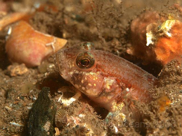 P8307789.JPG - There were plenty of odd fish, including this medium size Goby which I'm not sure about at all.