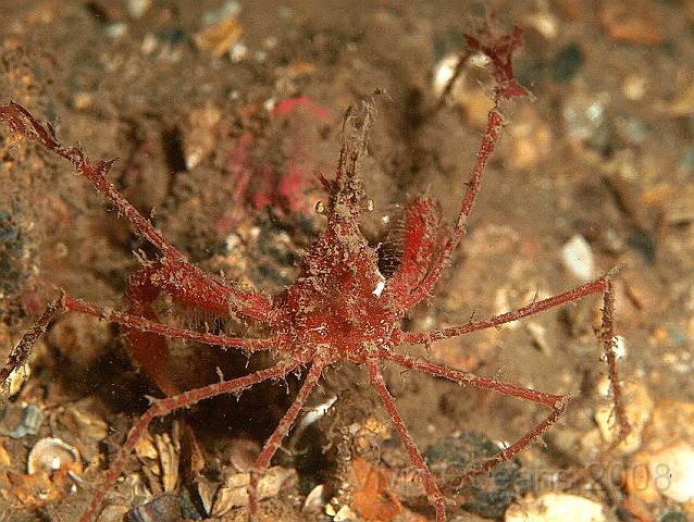P8307793.JPG - Another clean Macropodia spp. spider crab. Very red isn't he?