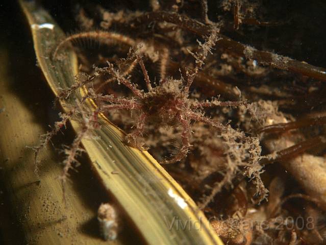 P8307795.JPG - The big clump of eggs was covered in animals either trying to get in or taking cover - this Macropodia spp. crab is crossing one of the ridged margins of the egg case