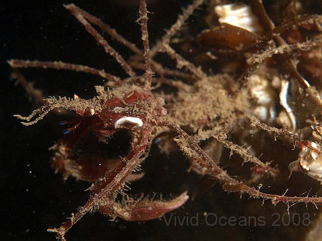 P8307797.JPG - It's not often you see small spider crabs stacking ready to mate