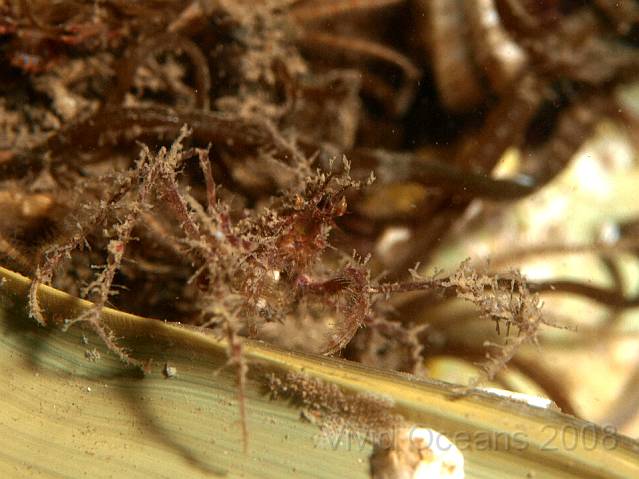 P8307800.JPG - The small spider crabs were surprsingly clean