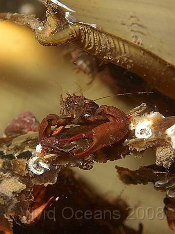 P8307802.JPG - A Long clawed porcelain crab - Pisidia longicornis - feeding perched by the eggcases