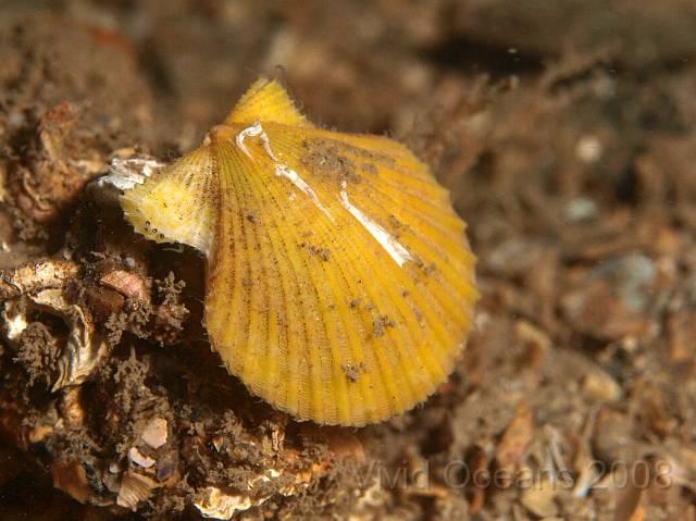P8307805.JPG - As well as big scallops we saw this tiny (<2cm) Queen Scallop - Aequipecten opercularis