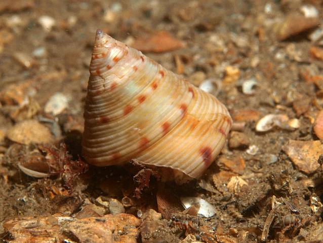 P8317854.JPG - The Painted top shells - Calliostoma zizyphinum - weren't such a challenge 