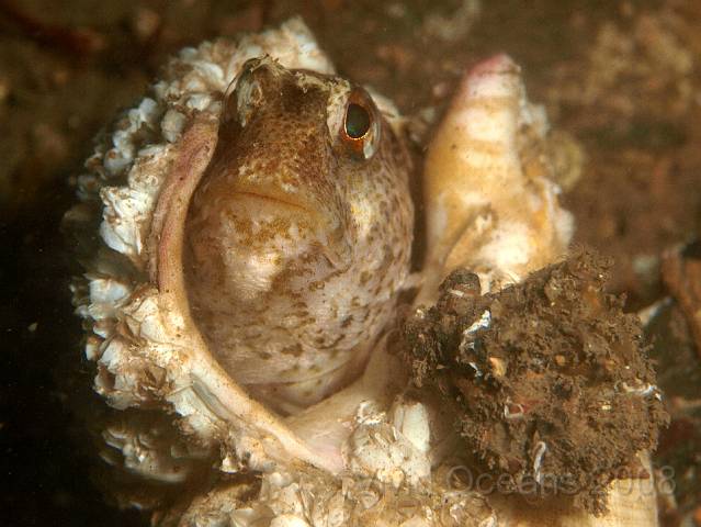 P8317930.JPG - We think this unfamiliar fish is a male Butterfly Blenny - Blennius ocellaris - ID credit to Paul Kay