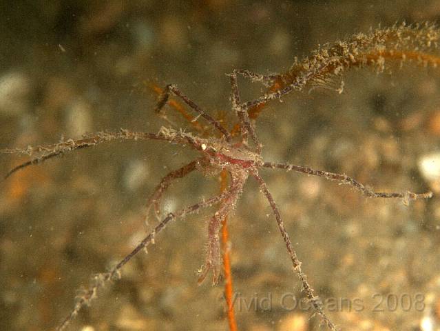 P8317937.JPG - The spindly Macropodia crabs rarely pose nicely