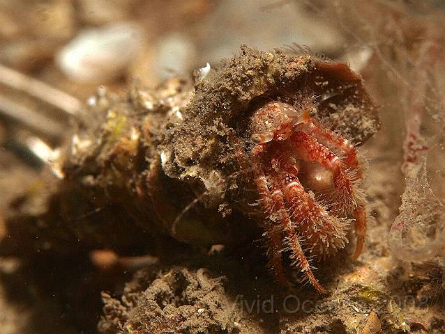 P8317958.JPG - Again not an everyday hermit, but recorded as Pagurus sp. - this one takes a rest after dragging his oversize shell over to see us