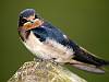 Swallows and Linnets