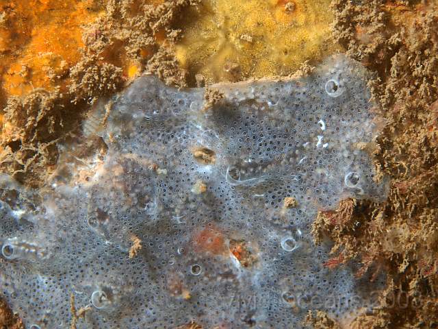 PA278861.JPG - Not much to look at? The grey stuff is a colonial sea squirt called Diplosoma spongiforme