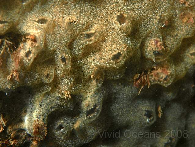 PA278862.JPG - More Diplosoma spongiforme - so called because it looks like a sponge