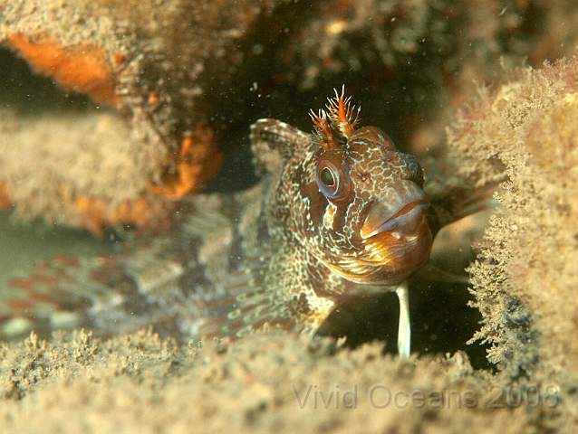PA278871.jpg - There were a couple of Tompot Blennies - Parablennius gattorugine
