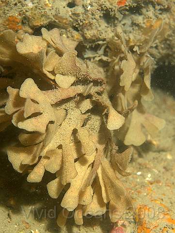 PA278875.jpg - Looking a bit like leaves this is Hornwrack - Flustra foliacea - a bryozoan