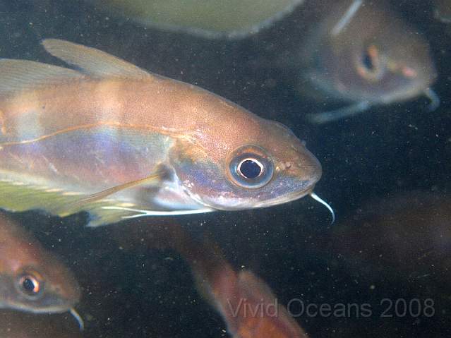 PA278877.jpg - Like nearly all wrecks there was a good shoal of Bib - Trisopterus luscus - with a few Poor Cod (not shown)